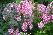 100_2918.webp
