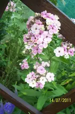 100_2920.webp