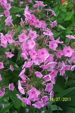 100_2923.webp
