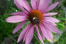 100_2927.webp