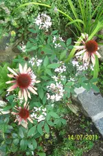 100_2929.webp