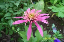100_2931.webp
