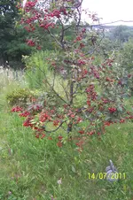 100_2948.webp
