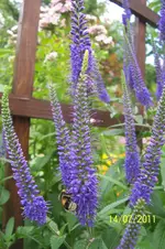 100_2919.webp
