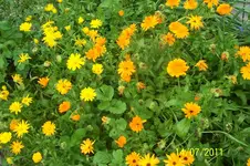 100_2921.webp