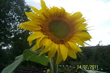 100_2937.webp