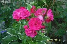 100_2940.webp