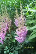 100_2945.webp