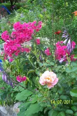 100_2939.webp