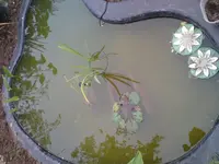 DSC00084.webp