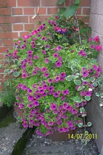 100_2947.webp