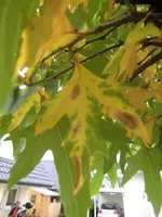 Cimg6002.webp