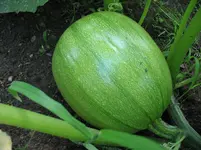 Kürbis2.webp