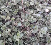 Foto0796.webp