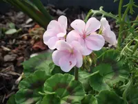 DSCF0860.webp