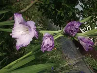 DSCF0865.webp