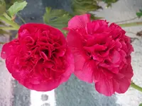 DSCF0868.webp