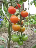 Gardeners Delight 15.7.11.webp