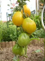 Goldtröpfchen 15.7.11.webp
