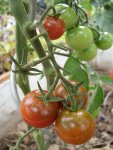 Westerntomate 15.7.11.jpg