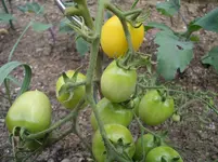 Zitronentomate 15.7.11.webp