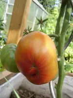 Ananas Noire HB 15.7.11.webp