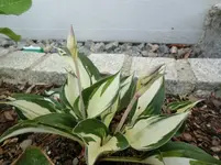 008.webp
