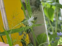 Schmetterlingswiese (4).webp