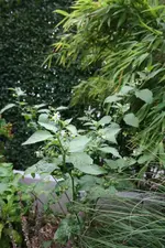 Bild 3.webp