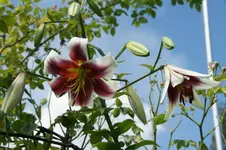 DSC05815.webp