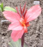 Canna  bachs, 12.07.11.JPG