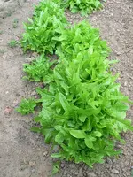 salat_I.webp