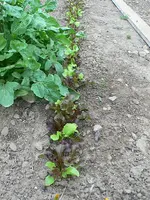 salat_II.webp