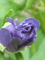IMG_5498.webp