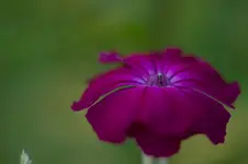Pflanze.webp