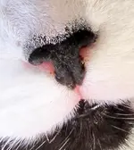 schwarze Nase v.webp