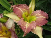 IMG_as 44_1067x800.webp