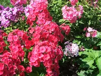 2011_0715070004.webp