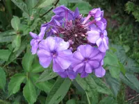 068.webp