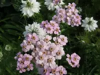 010.webp