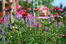 Echinacae Blue Fortune Phlox_kleiner.webp