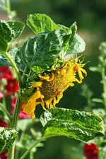 gefüllte Sonnenblume_kleiner.webp