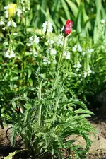 türkischer Mohn nochmals blühend_kleiner.webp
