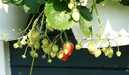 immer noch reichlich Erdbeeren_kleiner.webp