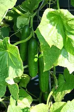 Gurken so 20 cm lang_kleiner.webp
