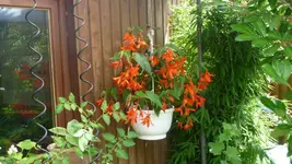 Begonie.webp