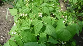 Buschbohnen.webp