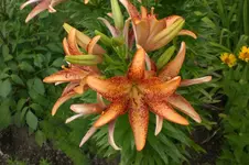 Garten Juli1 003.webp