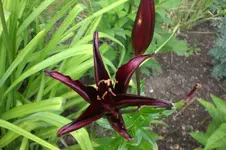 Garten Juli1 004.webp