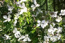 Garten Juli1 005.webp